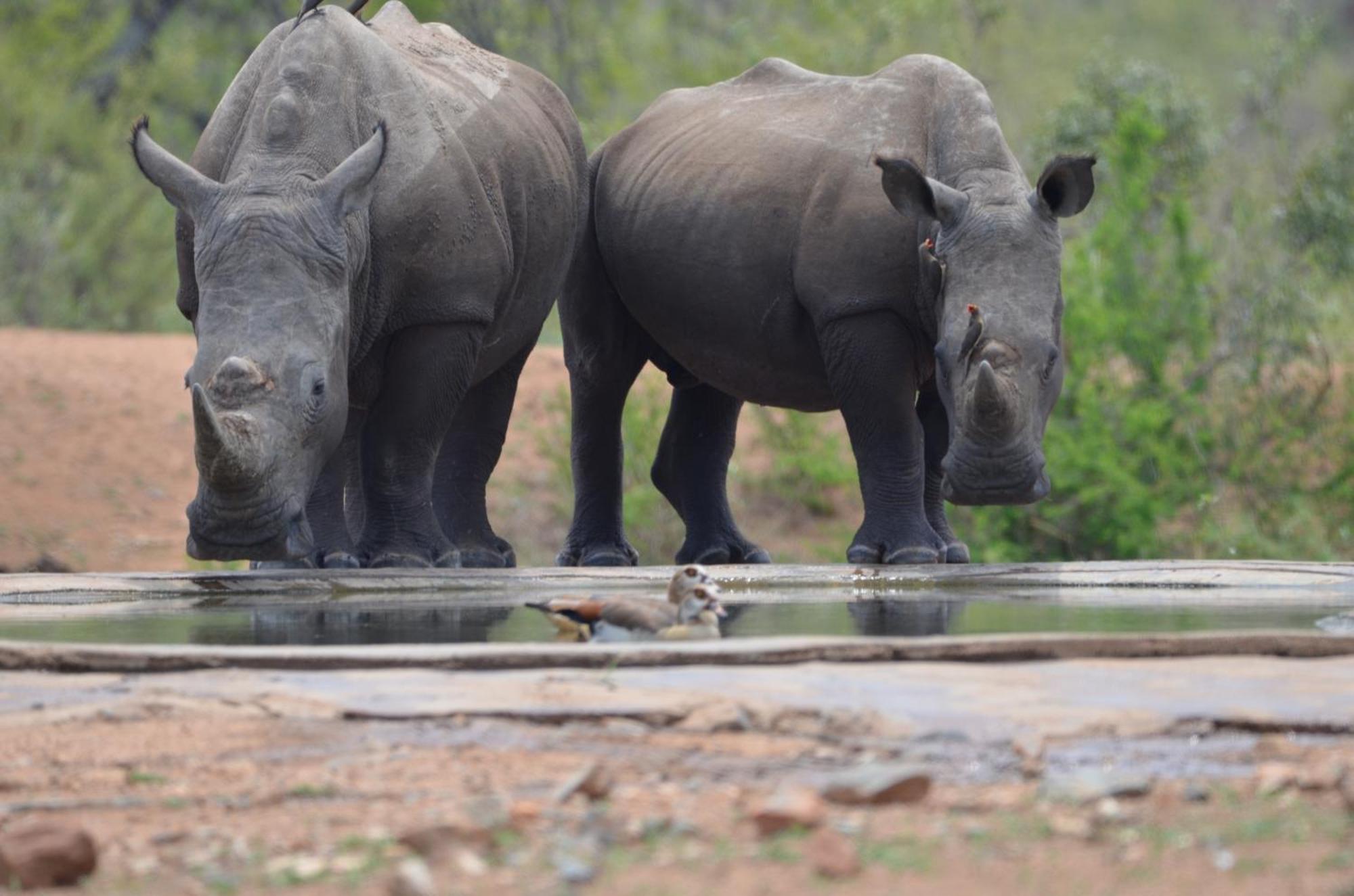 Kholiwe On Kruger Lodge & Safaris Marloth Park Exterior photo