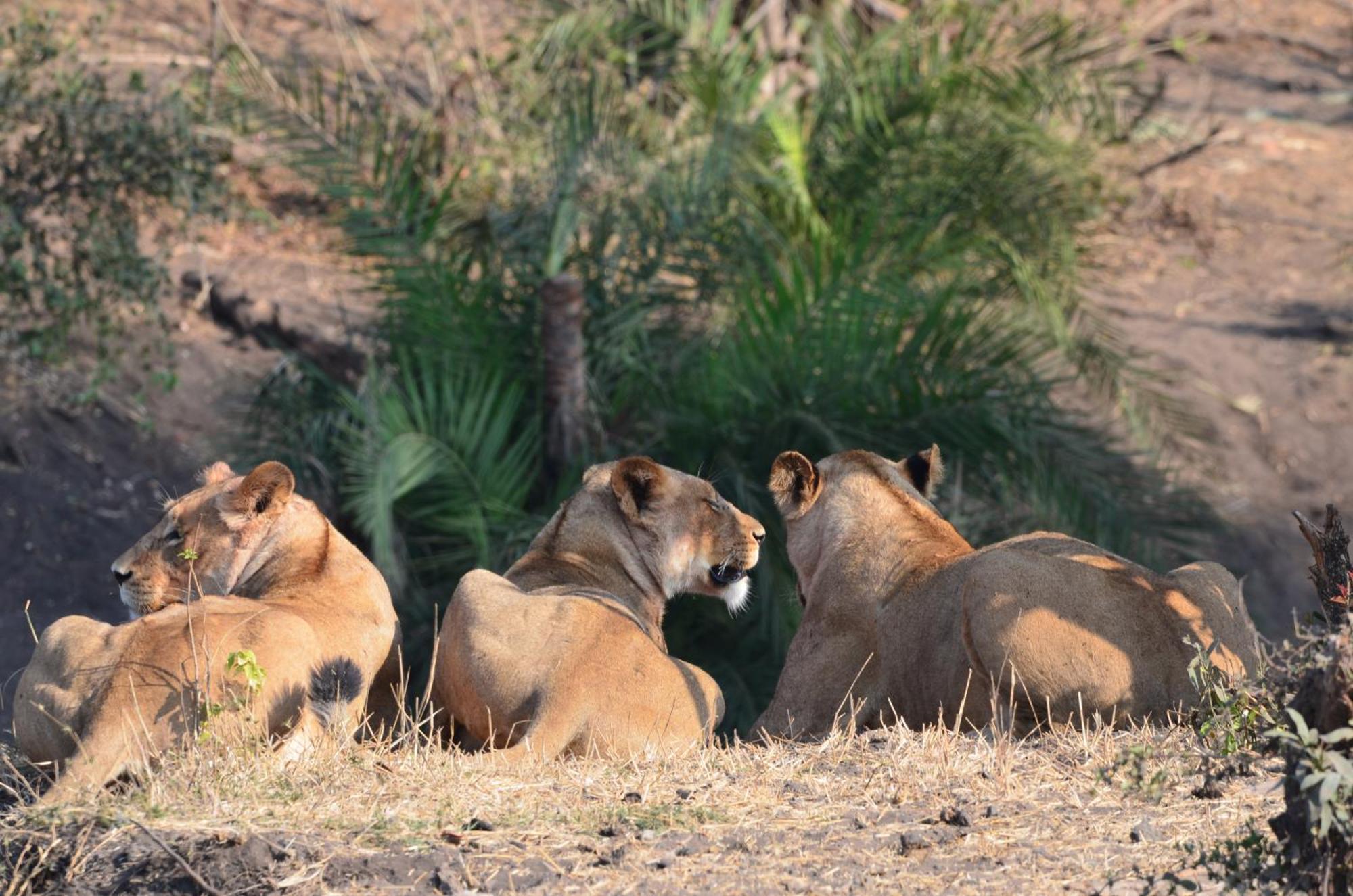 Kholiwe On Kruger Lodge & Safaris Marloth Park Exterior photo